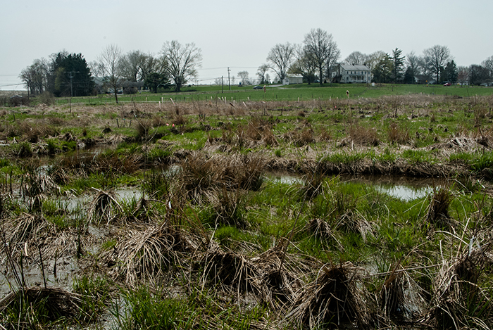 20140418-_0126 ws marsh.700x