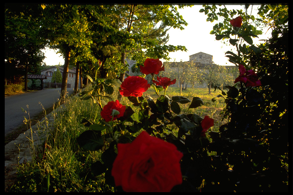 San Sano Italy, Tuscany, Roses - 13th Century building in Italy