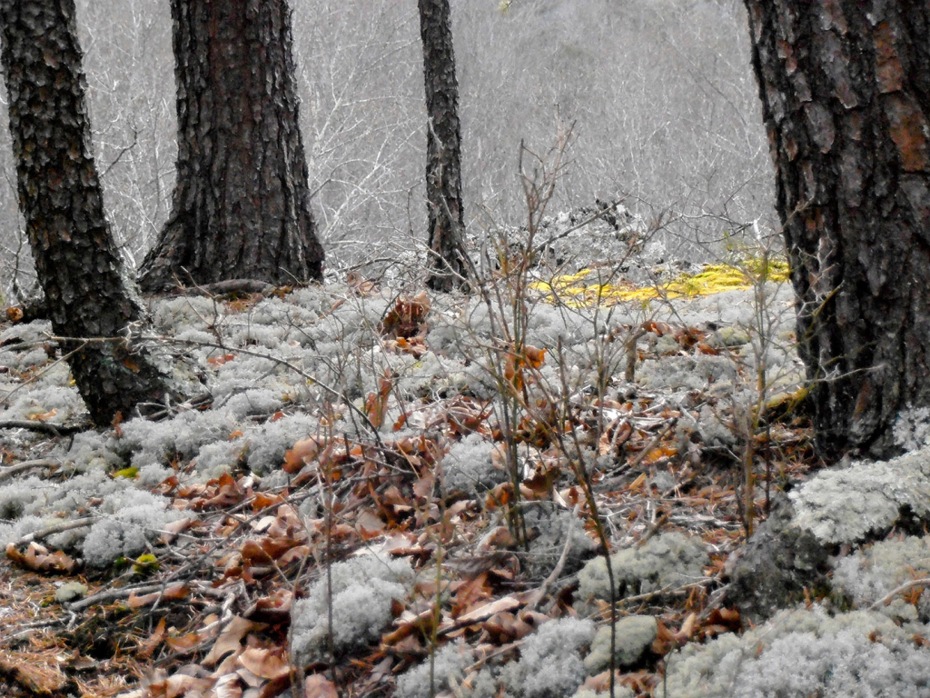 West Virginia, Shale Barrens, Lichen Moss